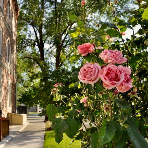 Meet your Posher, Miranda - Picture 5 of 6